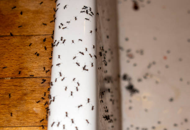 Best Emergency Pest Control  in Dekal, IL